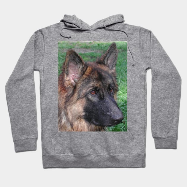 German shepherd black and tan Hoodie by Wanderingangel